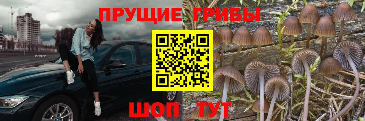 Волгодонск  Псилоцибиновые грибы Psilocybe  Вход с VPN 
